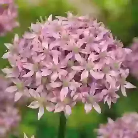 Pink Jewel